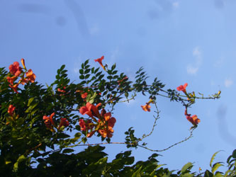 ウゼンカヅラ花